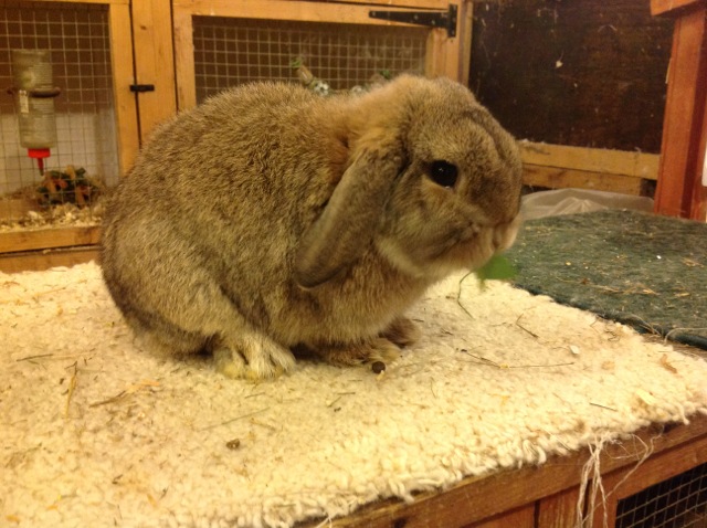 Rabbits For Sale in Peterborough & Cambridgeshire – Chimbunny Stud