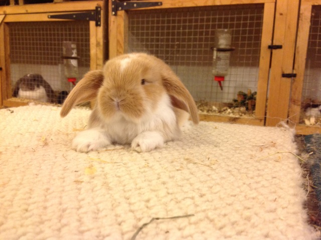 Rabbits For Sale in Peterborough & Cambridgeshire – Chimbunny Stud