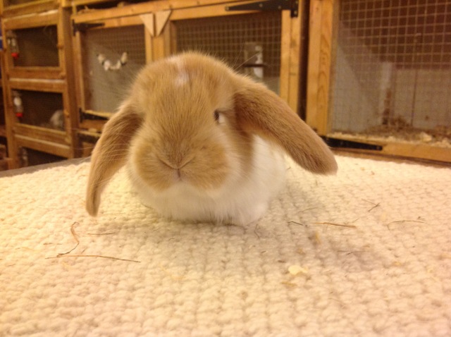 Rabbits For Sale in Peterborough & Cambridgeshire – Chimbunny Stud